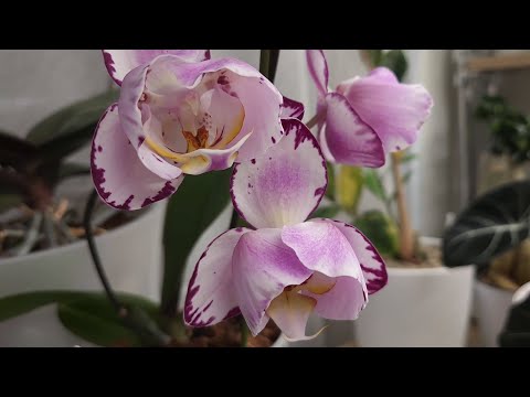 Видео: Орхидеи - подростки от SON ya, моя коллекция малышат в 1,7 🤞🫶