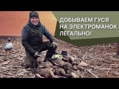 Видео: Охота на гуся с электронным манком Hunterhelp