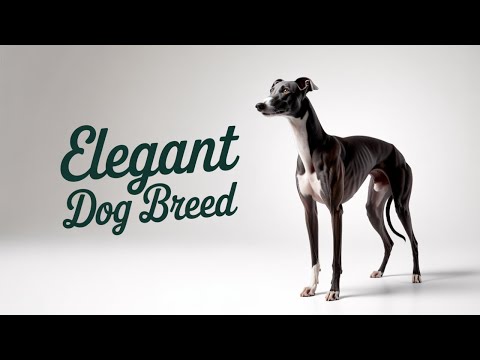 Видео: 10 увлекательных фактов о борзых, которых вы не знали! | Самая быстрая собака в мире #greyhound