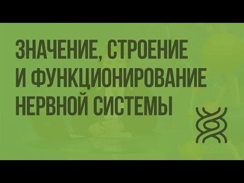 Видео: Значение, строение и функционирование нервной системы. Видеоурок по биологии 8 класс