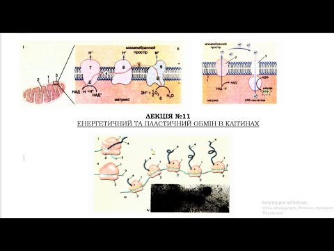Видео: Лекція №11.  Енергетичний та пластичний обмін
