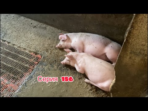 Видео: Обзор хозяйства , Свиноматки , хряки. 23.10.25