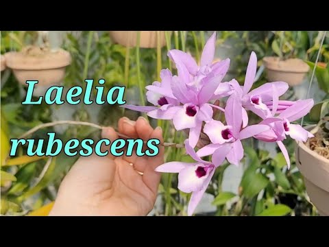 Видео: Laelia rubescens. Мои наблюдения.