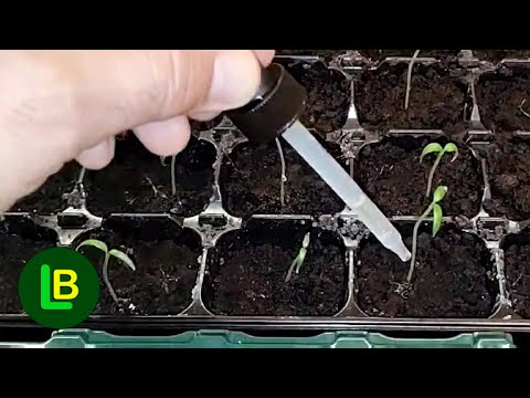 Видео: Всего несколько капель — и старые семена прорастают, и всходы быстро развиваются.