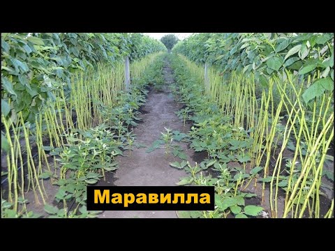 Видео: Малина Маравилла. Внимание!!! Она может погибнуть …