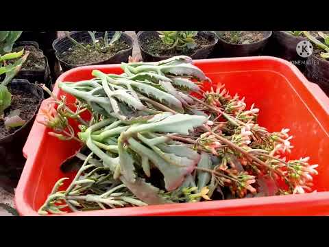 Видео: Гулларни каламча килишни бошладик