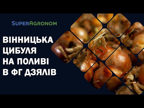 Видео: Вирощування цибулі на поливі: досвід на глинистих ґрунтах Вінниччини / СуперАгроном