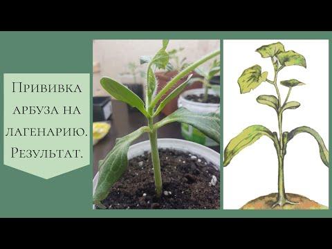 Видео: Прививка арбуза на лагенарию. Результат прививки.