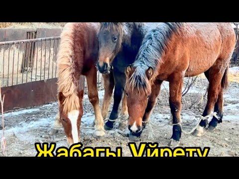 Видео: Асау үйрету, Жабағы үйрету, Жылқыға, Сиырға жем беру, Ақтөбе облысы.