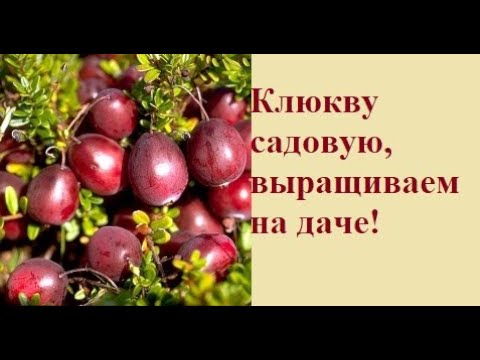 Видео: Клюква садовая  Посадка и уход.