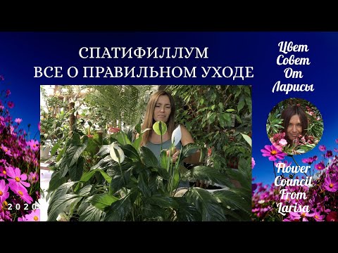 Видео: СПАТИФИЛЛУМ ВСЕ О ПРАВИЛЬНОМ УХОДЕ 4К