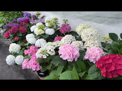 Видео: Теплица с Гортензиями 23.05.2025🌸🔥