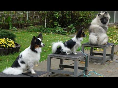 Видео: ДТ - 440. Кеесхонд, папильоны, корги. Дистанция и правильные  прыжки.