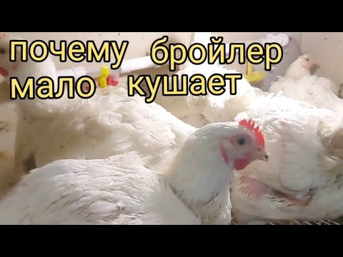 Видео: Почему бройлерные цыплята плохо растут. Почему бройлеры плохо едят. Перегрев бройлеров.