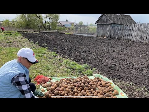 Видео: ПЕРВЫЕ САЖЕНЦЫ / ПОСАДКА КАРТОФЕЛЯ/ ТЯЖЕЛАЯ ТЕХНИКА НА УЧАСТКЕ