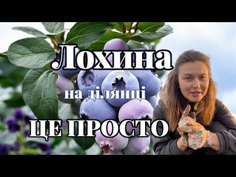 Видео: ЛОХИНА! Посадка, вирощування та догляд! СОРТИ! #лохина