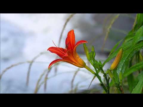 Видео: Спите Лучше под Успокаивающий Шум Водопада. Звуки Природы с Которыми Жизнь Налаживается