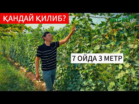 Видео: Узум кӯчат таёрлашни сирлари. Бунақасини кӯрмагансиз