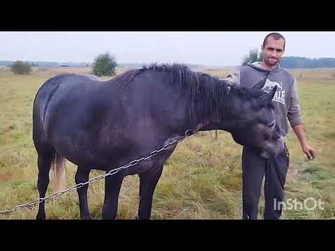 Видео: ЛОШАДИ🐎КОБЫЛА КРУШИНА И ЕЁ ЖЕРЕБЧИК СИМБА💥💪