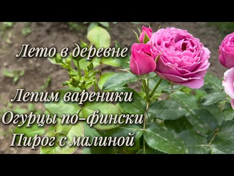 Видео: Лето в деревне. Вареники. Огурцы по-фински. Пирог с малиной.
