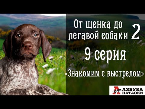 Видео: Знакомим щенка с выстрелом. " От щенка до легавой собаки" 9 серия