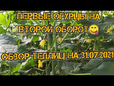 Видео: Второй оборот огурца в 2021 году.Огурец на осень🥒