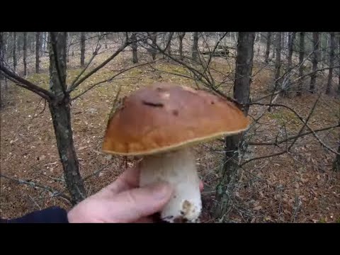 Видео: В ЛЕС ЗА ГРИБАМИ В НОЯБРЕ  Беларусь 2025