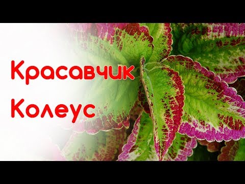 Видео: Колеус из семян, разведения колеуса черенками. Уход за колеусом в домашних условиях