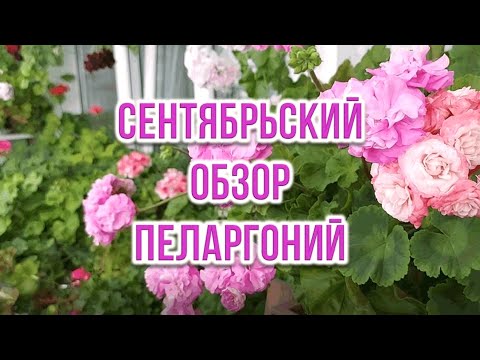 Видео: Сентябрьский обзор пеларгоний. Выпуск от 25.09.25