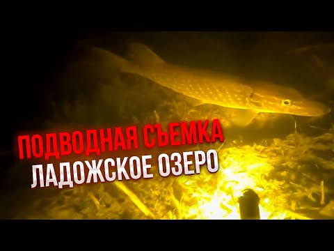 Видео: Сколько здесь щуки? подводная съемка, Ладожское озеро