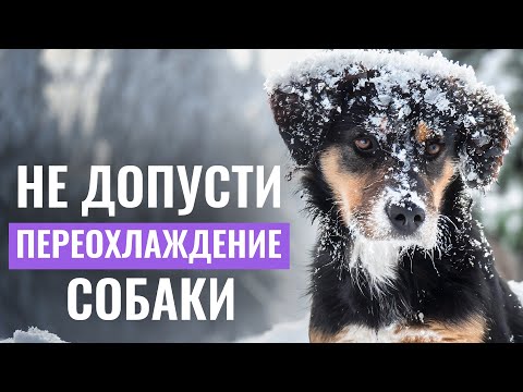 Видео: ❄️ЕСЛИ СОБАКА ЗАМЕРЗЛА: Профилактика и ПЕРВАЯ ПОМОЩЬ при переохлаждении и обморожении