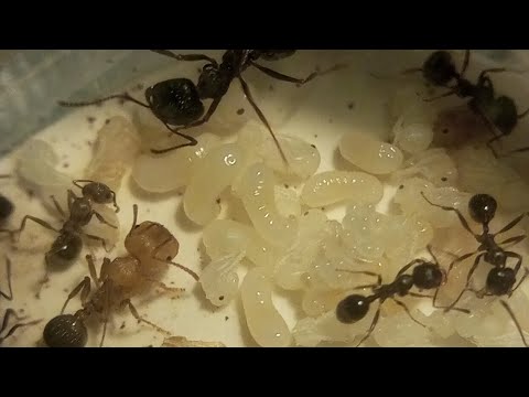 Видео: Сделал уборку у муравьёв!!! Тест макролинзы, покормил мурах) 