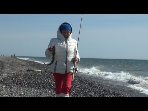 Видео: Навага, Охотское море, Камчатка 2021