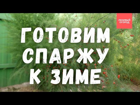 Видео: Побеги спаржи - когда перестаем срезать | Спаржа полив и подкормка перед зимовкой в открытом грунте