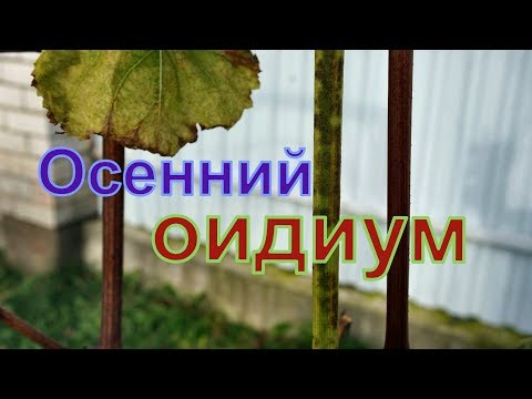 Видео: Виноград . Осенний оидиум . Как распознать .