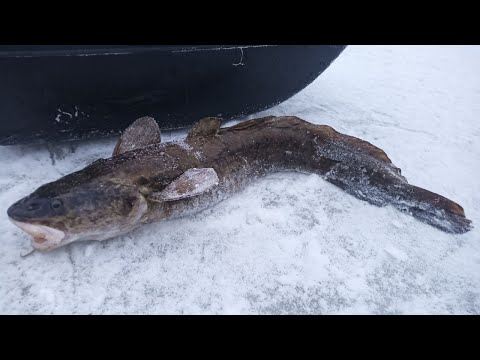 Видео: Есть контакт ! Первый крупный НАЛИМ зимнего сезона