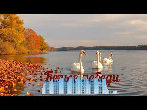 Видео: Белые лебеди