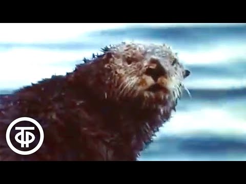 Видео: Командоры. Остров Медный (1977)