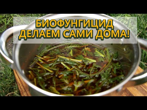 Видео: Делаем ЭМ 5 в домашних условиях. Лучшее натуральное средство по борьбе с болезнями и вредителями.