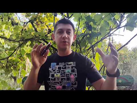 Видео: Блюзовая соль минорная гамма. Урок № 26. How to play the blues on the harmonica