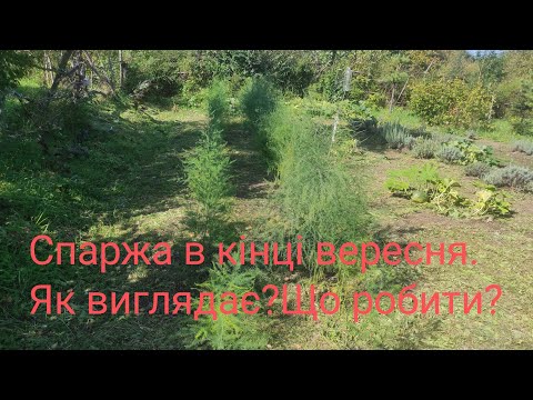Видео: Спаржа в кінці вересня.Як виглядає Що робити?