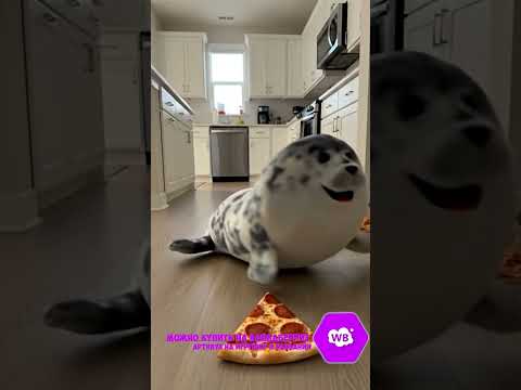 Видео: ТЮЛЕНИ ВЕЗДЕ 2 ЧАСТЬ Артикул на ВБ: 193431345 #тюлень #тюлени #игрушки #мягкиеигрушки #sora #прикол