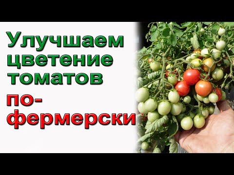 Видео: Надежное опыление томатов.  Фермерский способ