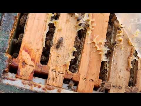 Видео: Поехал за лесным мёдом а попал на рапс