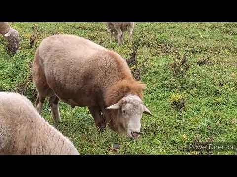 Видео: Зацените нашего катумского барана Султана)!