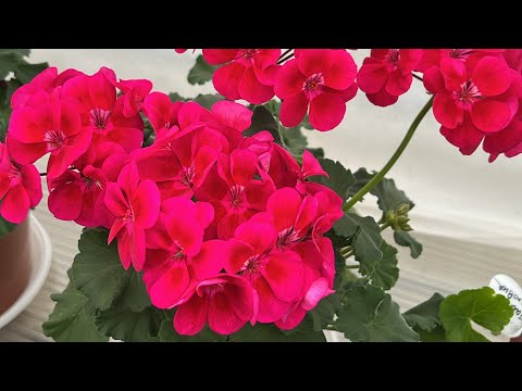 Видео: Серия 2 отправка растений, пошив халата