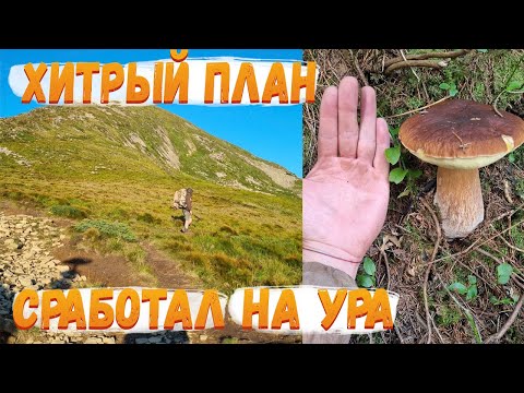 Видео: #286  Выход по грибы в Румынию. Напарник развернулся и ушел на пол-пути.
