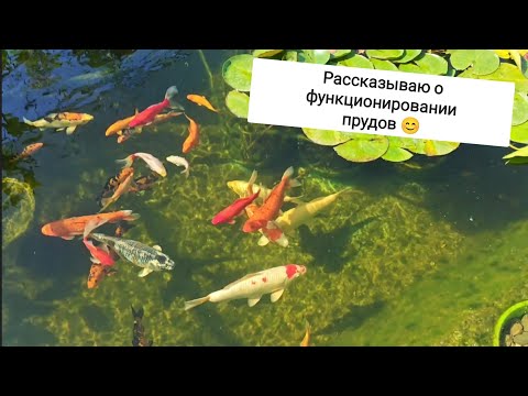 Видео: Изменения, обслуживание, рыба и т. д.) 