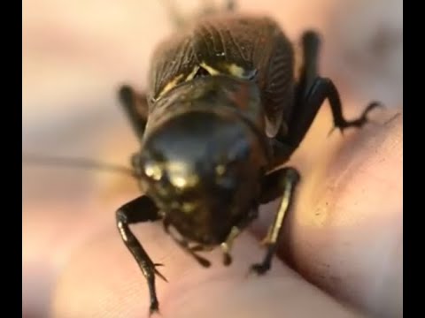 Видео: Знакомство со сверчком. Нескучная жизнь.