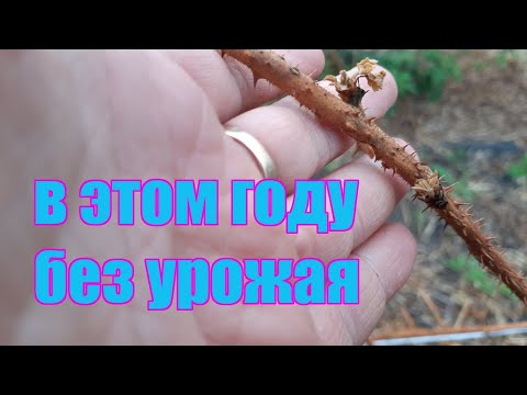 Видео: Возвратные заморозки в апреле уничтожили урожай ежевики